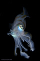   Alien Night Dive had me wonderful encounter this curious squid No Cropping  